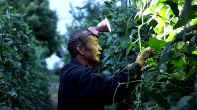 老河口：一江碧水两岸绿 沙洲沃土遍地金