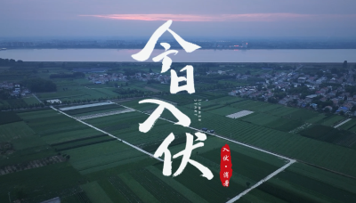 老河口：初伏至 沙洲鲜 一桌家常解暑热
