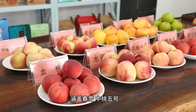 老河口：千亩桃梨迎丰产 特色林果铺富路