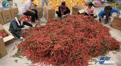丰收节 | 红辣椒带来“火”日子    