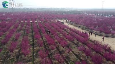 春日襄阳踏春图鉴-襄州的梅花开啦！