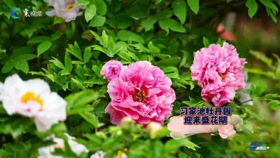 习家池牡丹引客来