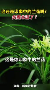 这还是印象中的兰花吗？它还可以长这样…