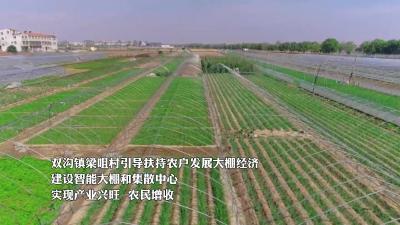 棚勃发展产业旺  菜农增收钱景好