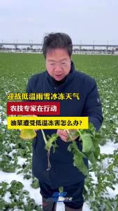 【防范应对新一轮低温雨雪冰冻天气】​油菜遭受低温冻害怎么办？