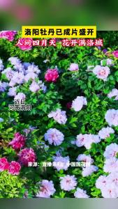 洛阳牡丹已成片盛开