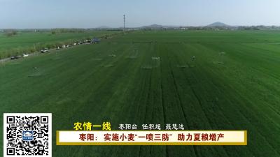 【农情一线】枣阳：实施小麦“一喷三防”  助力夏粮增产 