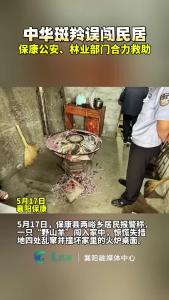 中华斑羚误闯民居，保康公安、林业合力救助