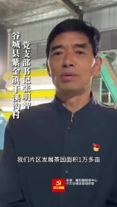 乡村振兴｜谷城：把“好茶叶”做成“好茶业”