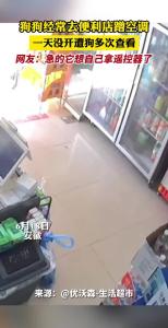 狗狗经常去便利店蹭空调 一天没开遭狗多次查看 网友：急的它想自己拿遥控器了