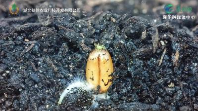 农品甄好  襄州味道（三）