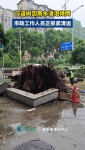 行道树因雨水浸泡倾倒 市政工作人员正抓紧清运