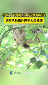 小区树上长马蜂窝，消防队员乘升降车火烧处理