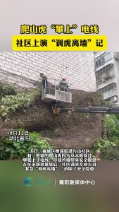 爬山虎“攀上”电线，社区上演“调虎离墙”记