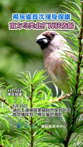 褐灰雀首次现身保康，南方鸟类北扩再获依据