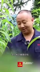 乡村振兴｜保康高山“桃”不掉的甜蜜，果香四溢产业旺