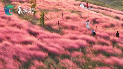 湖北襄阳：昔日“垃圾山”变身“粉色花海”