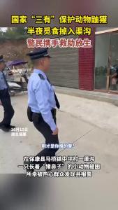 国家“三有”保护动物鼬獾，半夜觅食掉入渠沟，警民携手救助放生