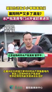 襄阳你还有多少事瞒着我们，襄阳特产又多了澳龙？水产批发商专门从外省赶来进货