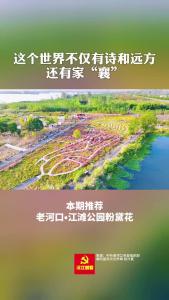 美丽襄景 | 老河口江滩公园的粉黛花惊艳了这个秋天