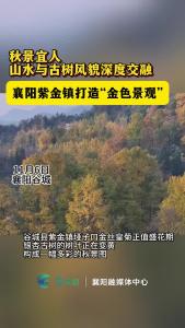 秋景宜人 襄阳紫金镇打造“金色景观”