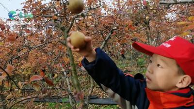 丰收了！黄龙梨园摘梨忙