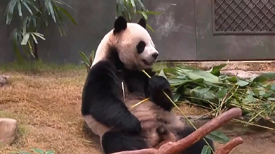 🐼🐼亮相！中央赠港大熊猫“安安”“可可 ”正式与公众见面