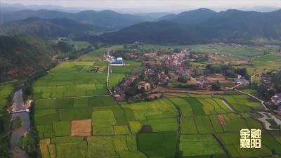 太平洋财险襄阳中支：保险+期货 助力生猪产业稳定保供 