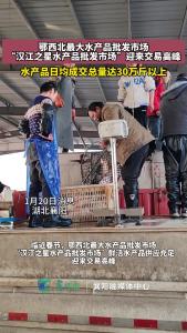 临近春节，鄂西北最大水产品批发市场迎来交易高峰，日均成交量达30万斤以上