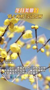冬日美景！雀上梅梢，灵动如画