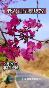 谷城老君山早樱绽放