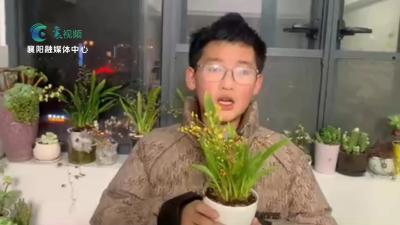 【欢天喜地中国年】多肉贺岁