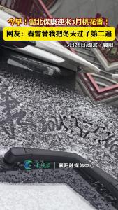 倒春寒！今早，湖北保康迎来3月桃花雪