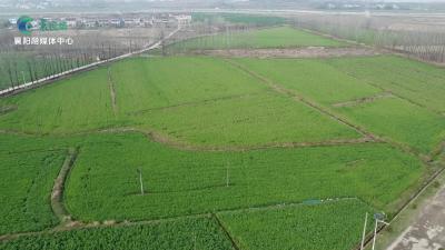 学学这几招，科学做好制种油菜春管  ！