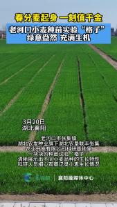 老河口小麦种苗实验“格子”绿意盎然，充满生机