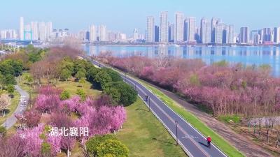 春到江堤，美不胜收！