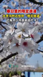 襄阳大李沟附近惊现“樱花隧道