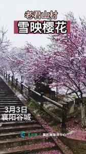 春日落雪！谷城雪景如画