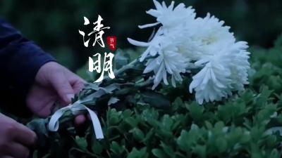 清明柳色新，思亲踏春时