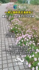 襄阳 一号公路 再添美景！粉色花海来啦 这个“五一”又多了一个打卡地