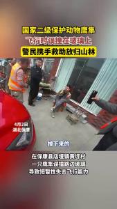 国家二级保护动物鹰隼误撞玻璃，警民携手救助放归山林.mp4