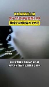 男子听信罂粟能止痛，偷种18株被处2日拘留！.mp4