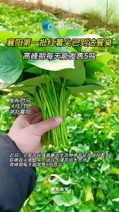 抢“鲜”上市！襄阳第一批红薯尖已到达餐桌