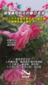 襄阳街头的春日浪漫！三十万余株月季花进入盛花期，你被哪条路“硬控”了？