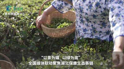 “以茶为媒 以绿为底”全国媒体联动聚焦湖北保康生态茶链