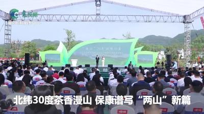 北纬30度茶香漫山 保康谱写“两山”新篇
