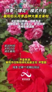 月季“爆花”模式开启 襄阳街头月季品种大集合来啦