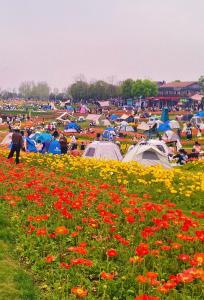 赏花、露营、夜游……清明假期，武汉旅游热度居全国前十