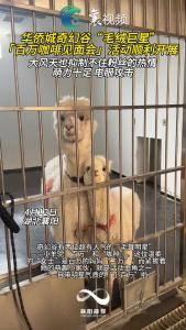 华侨城奇幻谷“毛绒巨星”「百万咖啡见面会」活动顺利开展