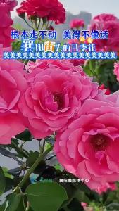 襄阳街头的月季“花海”，美！
